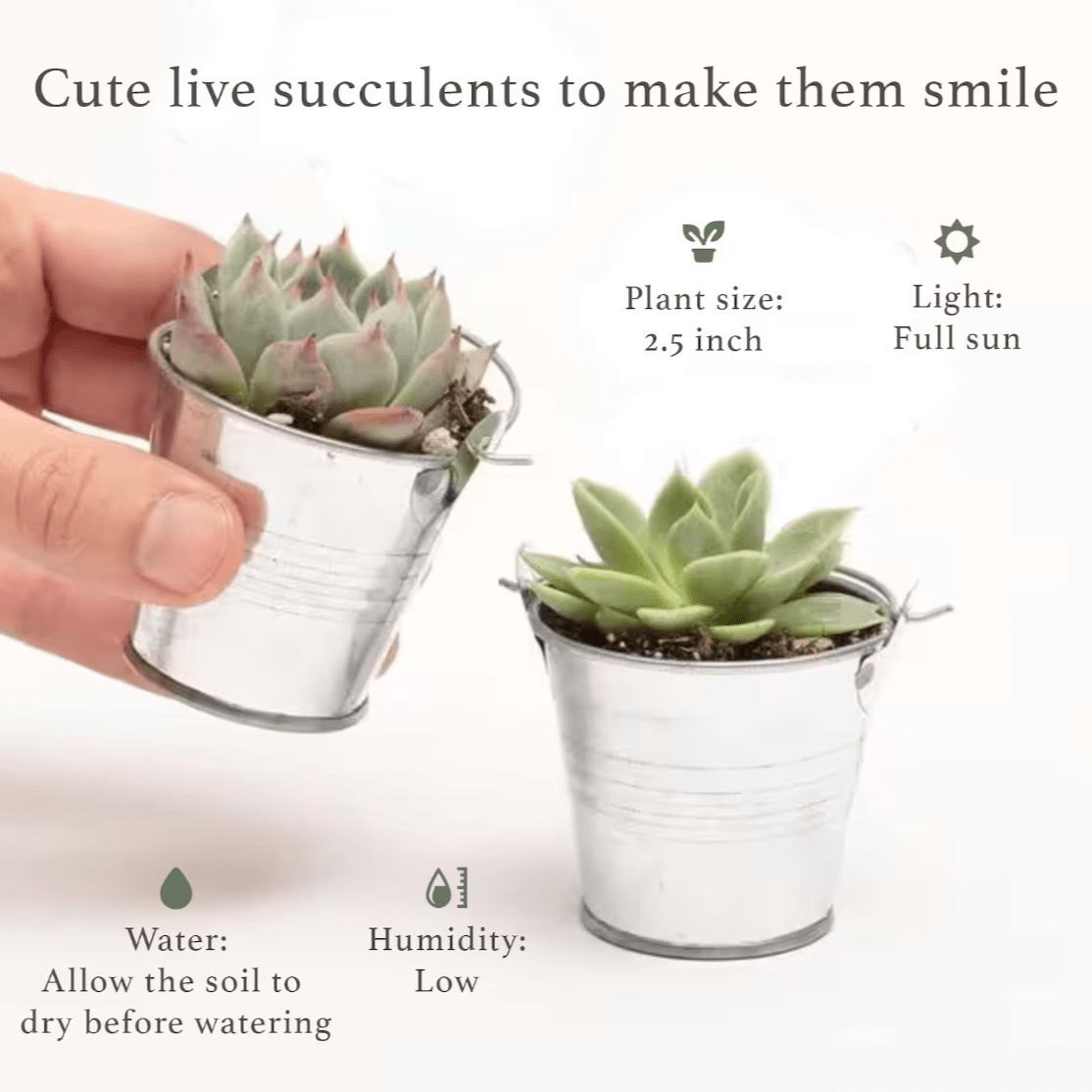 cute succulent gifts Succulent plant add-on