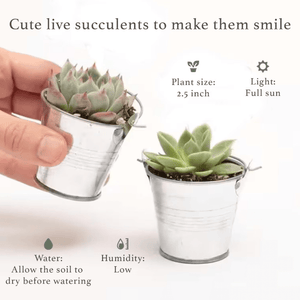 Succulent plant