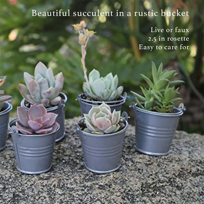 Succulent plant add-on